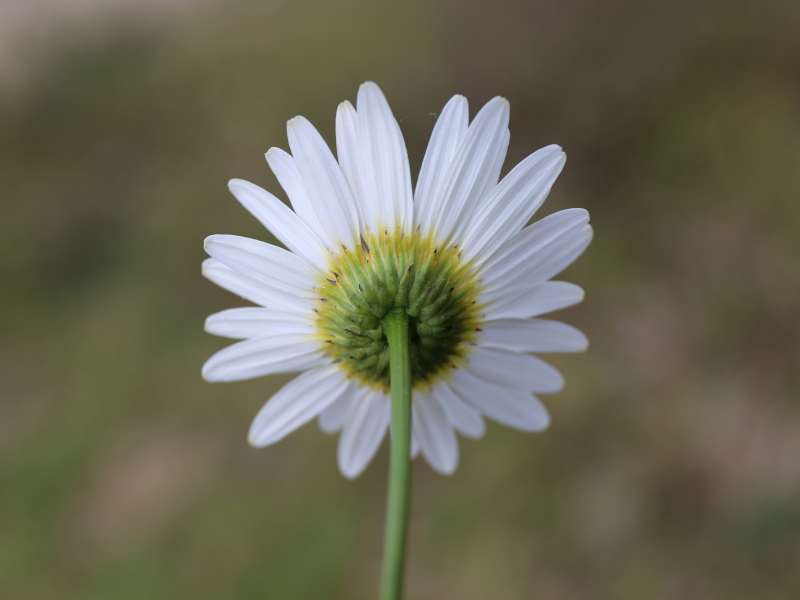 Leucanthemum pallens / Margherita pallida